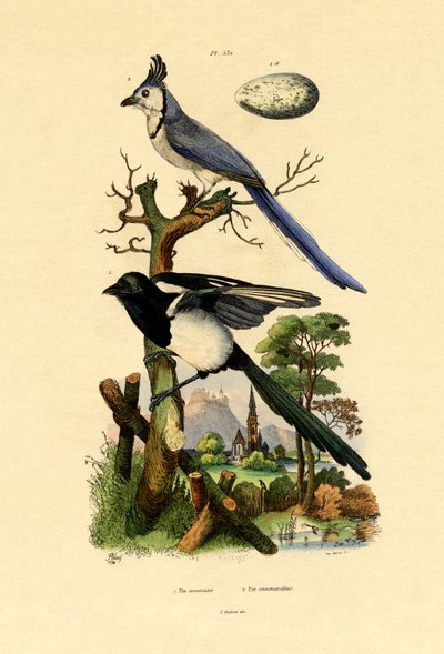 Magpie Jay by French School